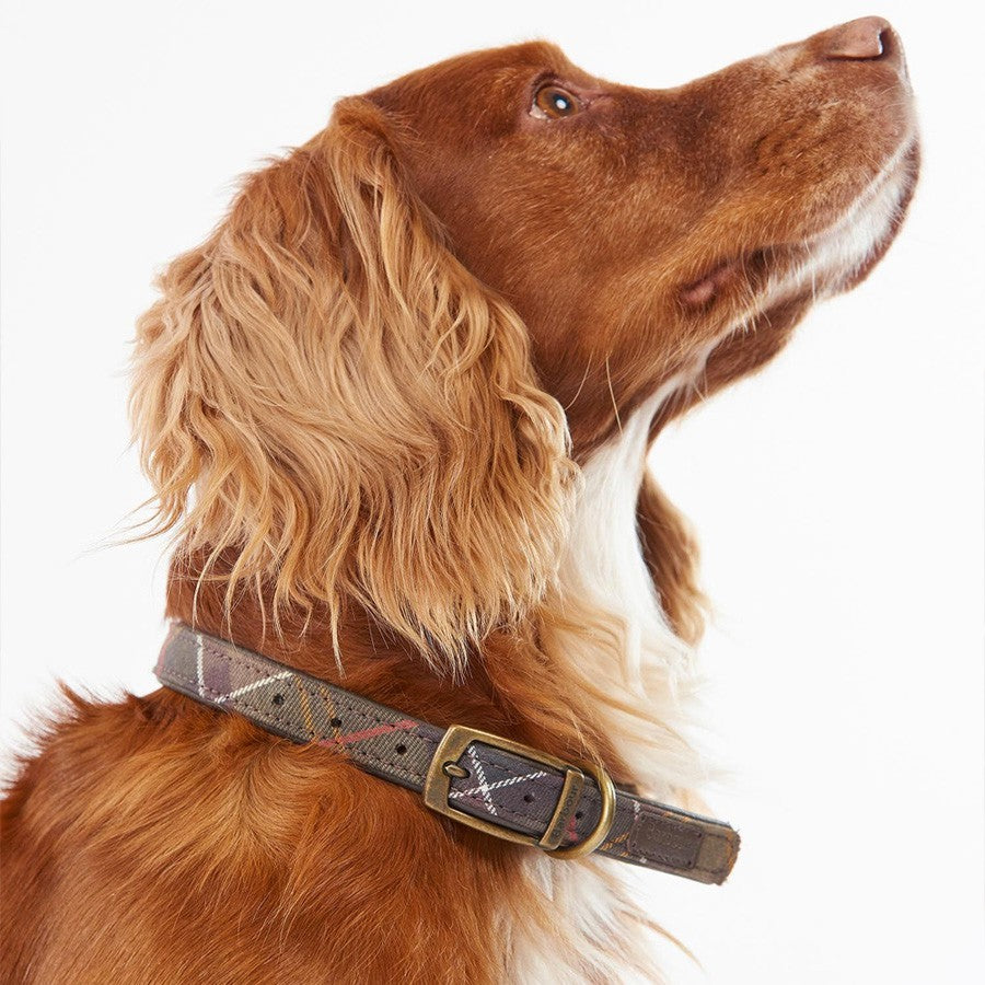 Halsband Für Hunde Tartan und Leder